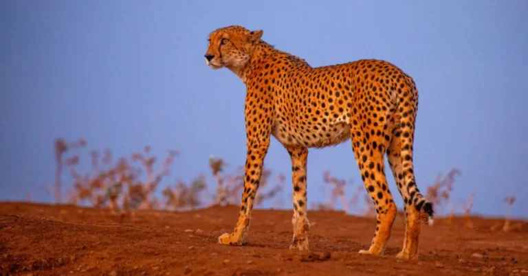 Where Do Cheetahs Live in the World (3)