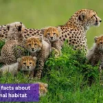 cheetah animal habitat