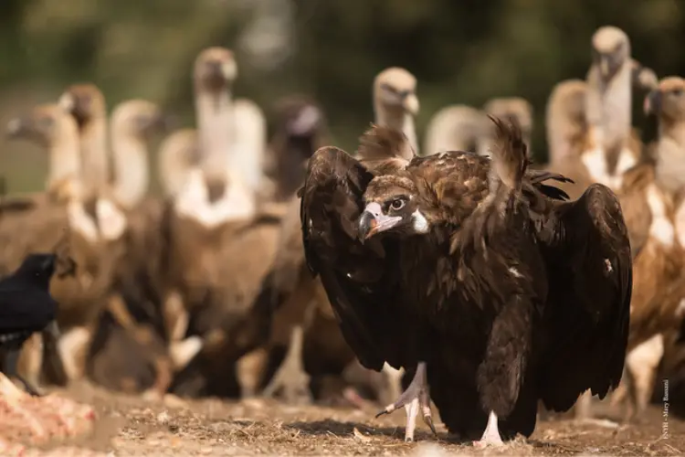 what is a group of vultures called